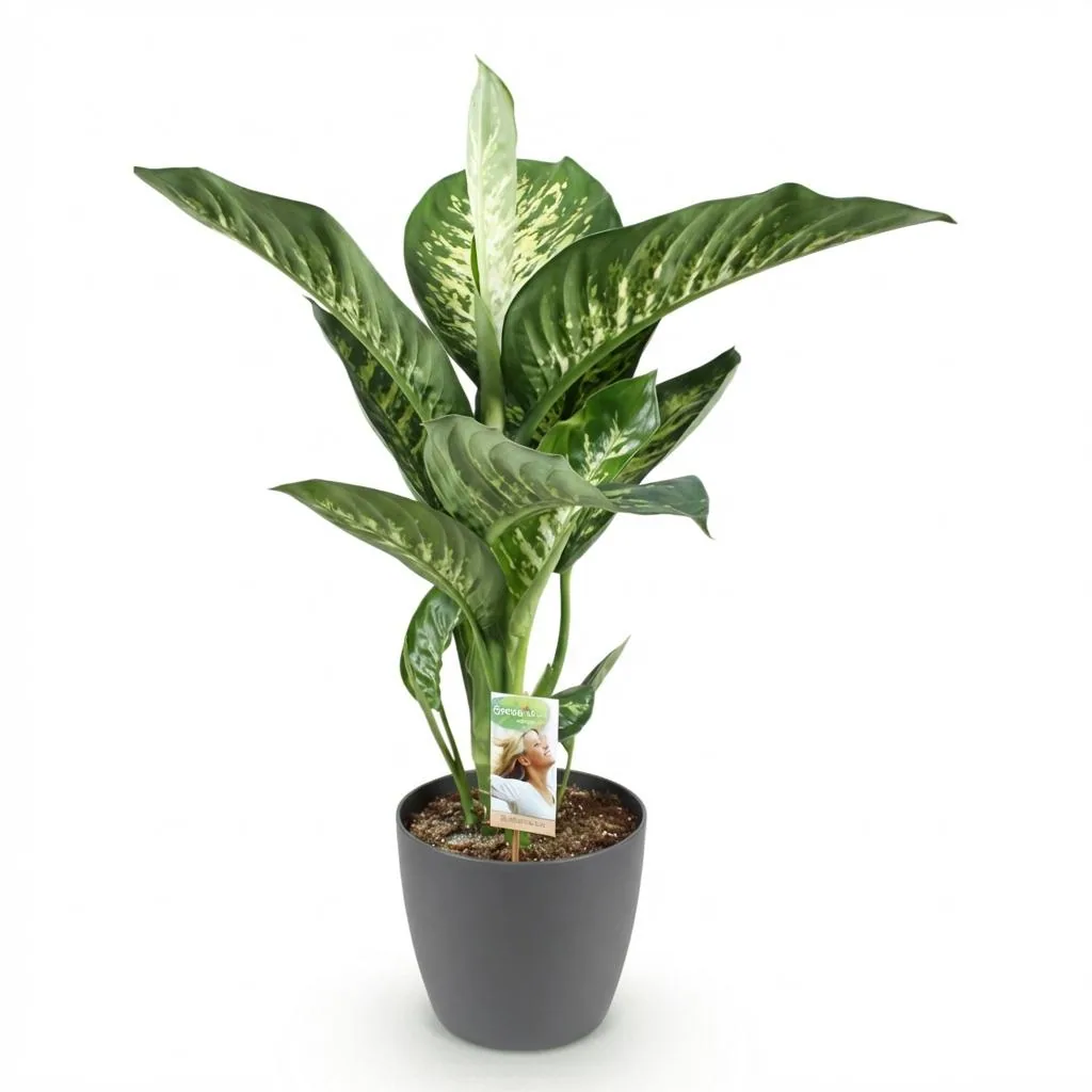 Dieffenbachie 'Tropic Snow' (Dieffenbachia) – pflegeleichte Zimmerpflanze, im grauen Übertopf, Topf-Ø 21 cm, Höhe ca. 90–100 cm