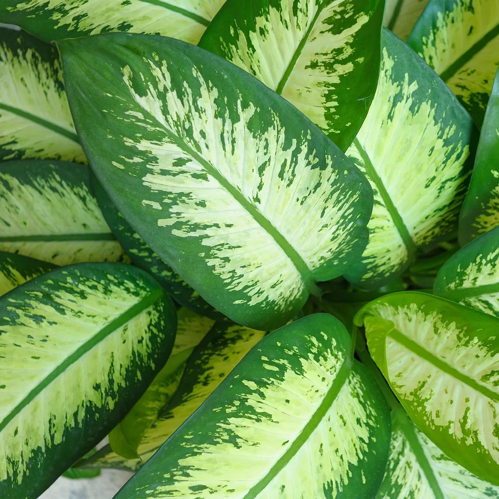 Dieffenbachie 'Tropic Snow' (Dieffenbachia) – pflegeleichte Zimmerpflanze, im grauen Übertopf, Topf-Ø 21 cm, Höhe ca. 90–100 cm