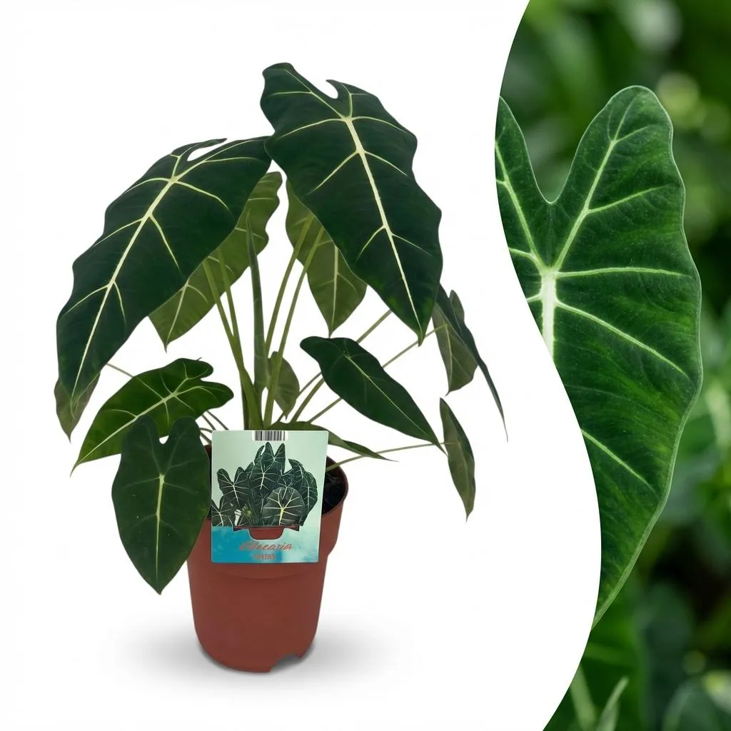 Pfeilblatt 'Frydek' (Alocasia) – pflegeleichte Zimmerpflanze, Topf-Ø 19 cm, Höhe ca. 60 cm