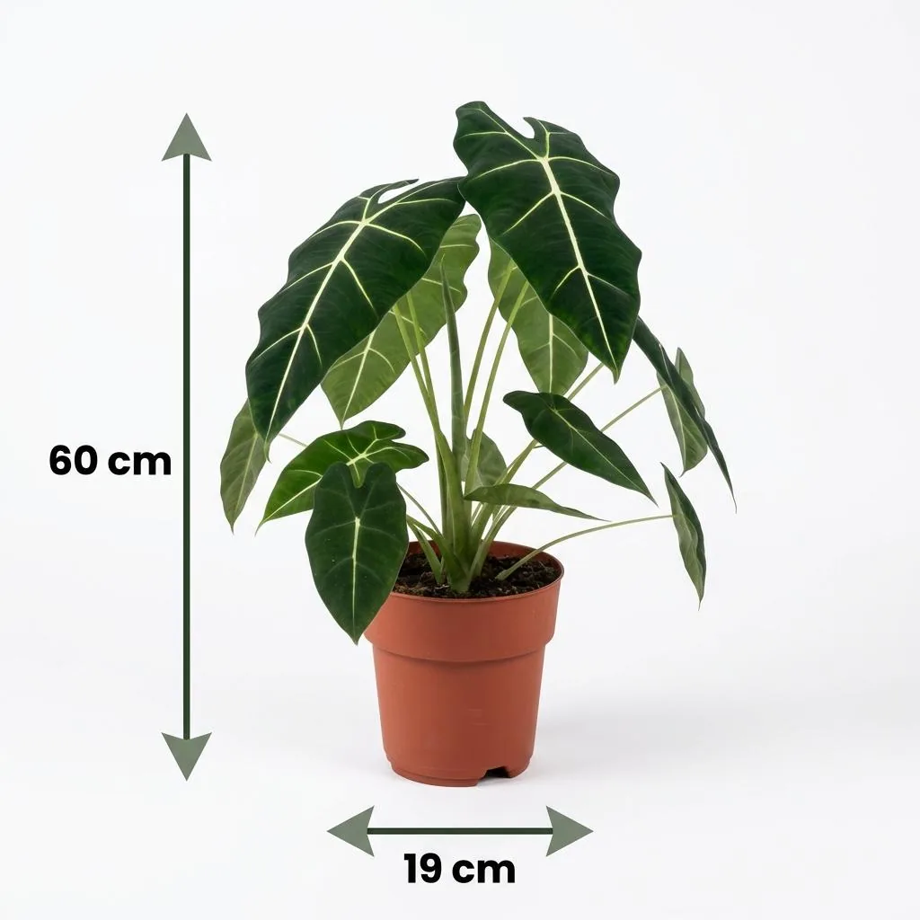 Pfeilblatt 'Frydek' (Alocasia) – pflegeleichte Zimmerpflanze, Topf-Ø 19 cm, Höhe ca. 60 cm