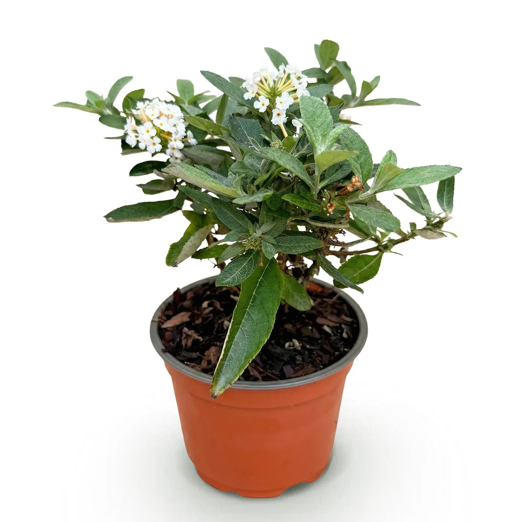 Schmetterlingsflieder 'Butterfly Candy Little White' (Buddleja davidii) – winterharter Blütenstrauch, Topf-Ø 12 cm, Höhe ca. 20–25 cm