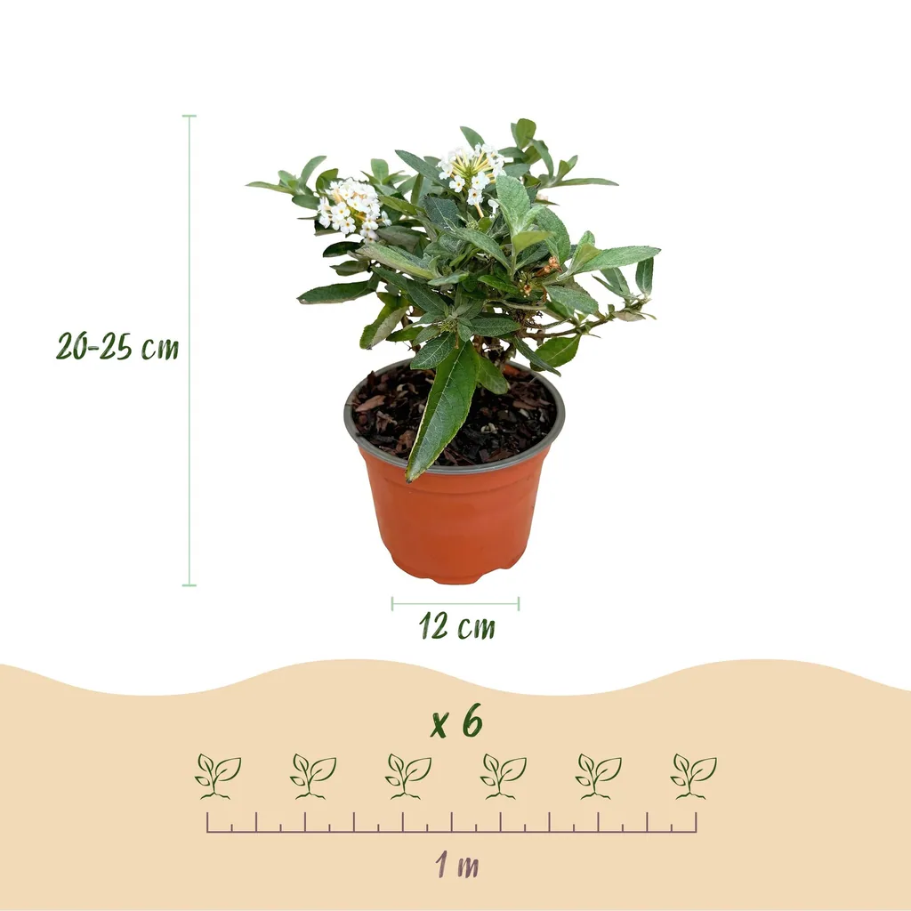 Schmetterlingsflieder 'Butterfly Candy Little White' (Buddleja davidii) – winterharter Blütenstrauch, Topf-Ø 12 cm, Höhe ca. 20–25 cm