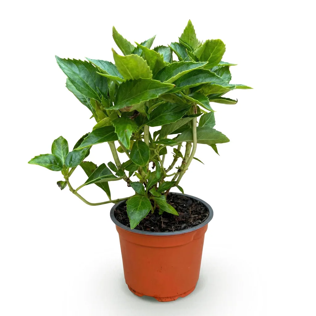 Bauern-Hortensie rosa (Hydrangea macrophylla) – winterharter Blütenstrauch, Topf-Ø 12 cm, Höhe ca. 20–30 cm