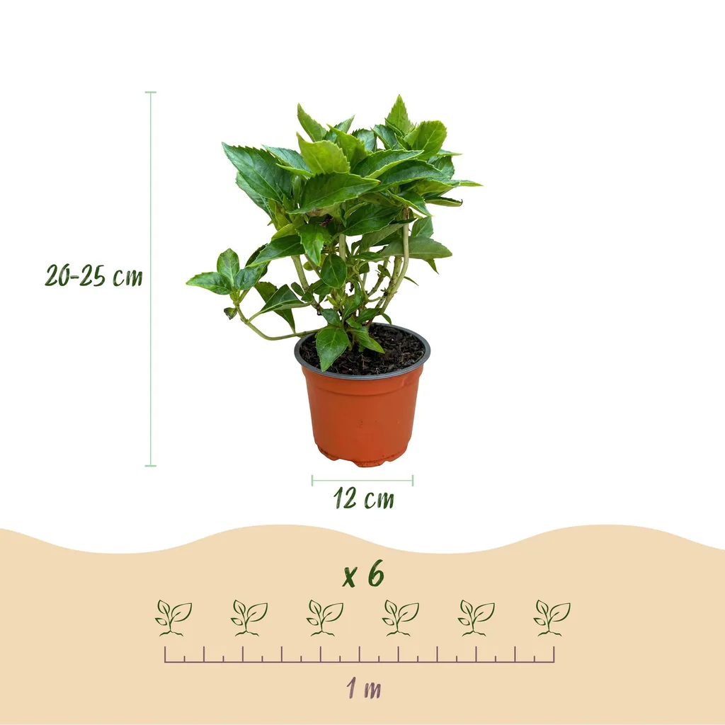 Bauern-Hortensie rosa (Hydrangea macrophylla) – winterharter Blütenstrauch, Topf-Ø 12 cm, Höhe ca. 20–30 cm