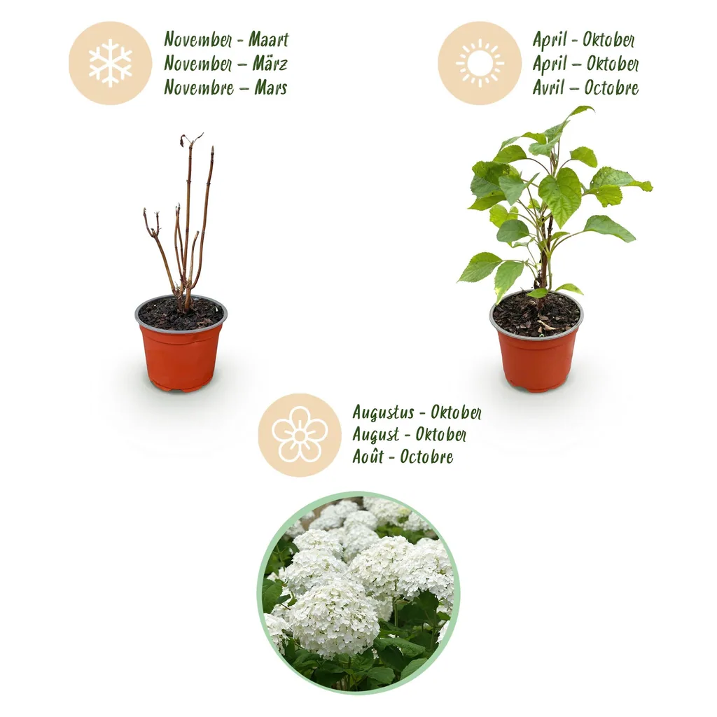 Schneeballhortensie 'Annabelle' (Hydrangea arborescens) – winterharter Blütenstrauch, Topf-Ø 12 cm, Höhe ca. 20–30 cm