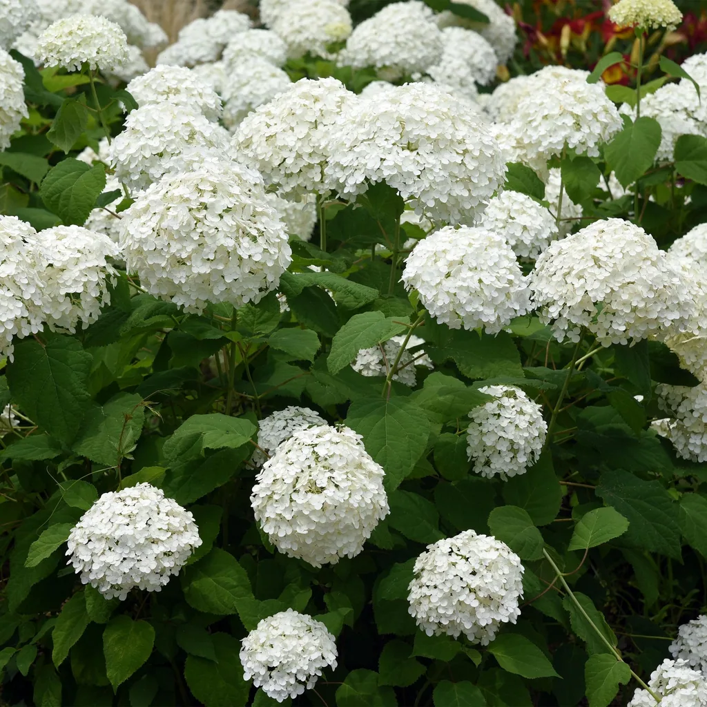 Schneeballhortensie 'Annabelle' (Hydrangea arborescens) – winterharter Blütenstrauch, Topf-Ø 12 cm, Höhe ca. 20–30 cm