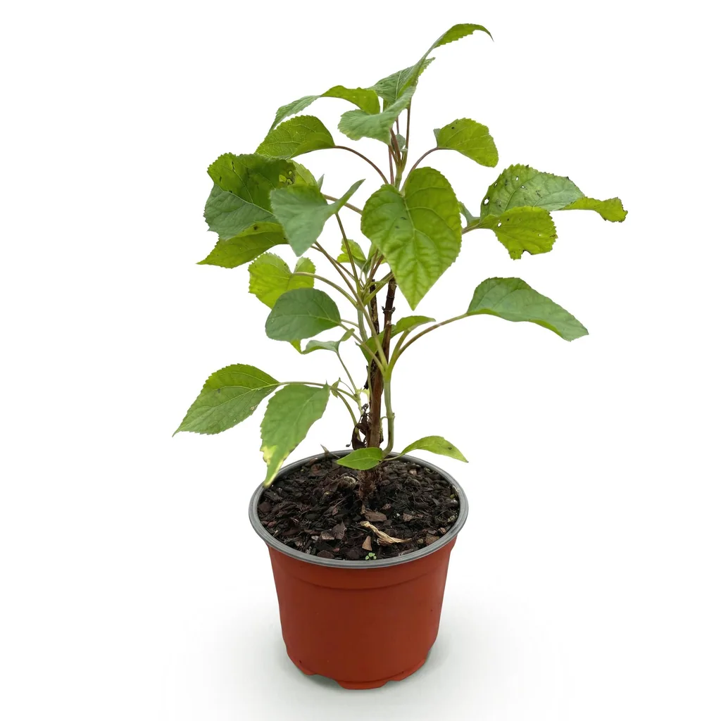 Schneeballhortensie 'Annabelle' (Hydrangea arborescens) – winterharter Blütenstrauch, Topf-Ø 12 cm, Höhe ca. 20–30 cm