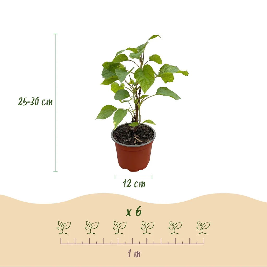 Schneeballhortensie 'Annabelle' (Hydrangea arborescens) – winterharter Blütenstrauch, Topf-Ø 12 cm, Höhe ca. 20–30 cm
