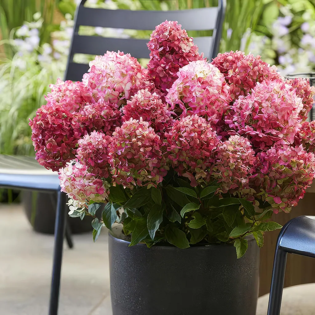 Hortensie 'Living Little Rosy' (Hydrangea) – winterharter Blütenstrauch, Topf-Ø 12 cm, Höhe ca. 20–30 cm