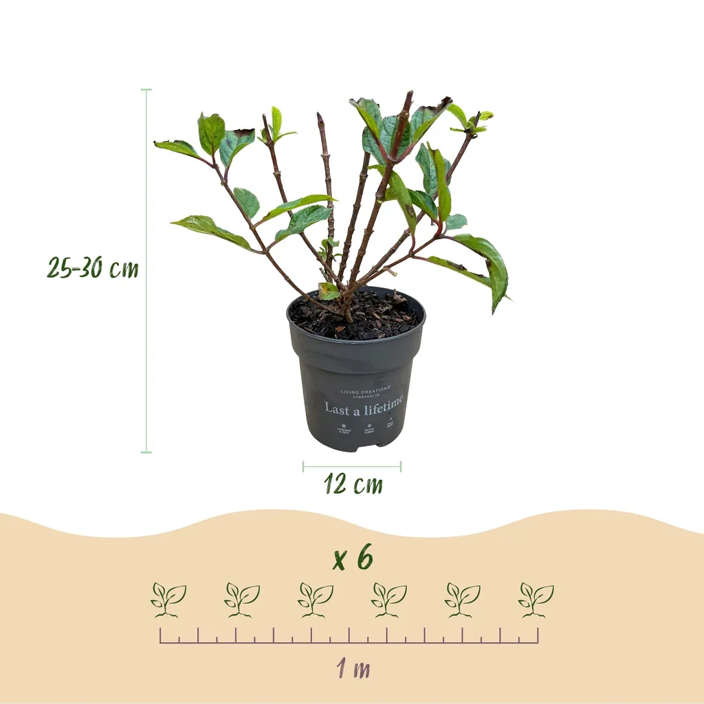 Hortensie 'Living Little Rosy' (Hydrangea) – winterharter Blütenstrauch, Topf-Ø 12 cm, Höhe ca. 20–30 cm