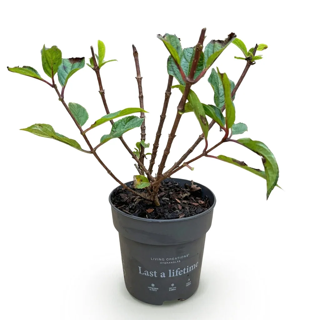 Hortensie 'Living Little Rosy' (Hydrangea) – winterharter Blütenstrauch, Topf-Ø 12 cm, Höhe ca. 20–30 cm