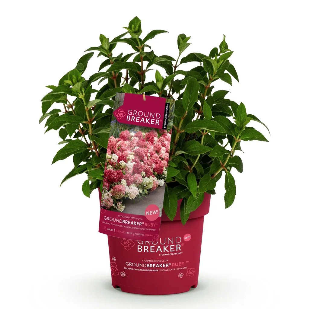 Hortensie 'Groundbreaker Ruby' (Hydrangea) – winterharter Blütenstrauch, Topf-Ø 14 cm, Höhe ca. 20–25 cm