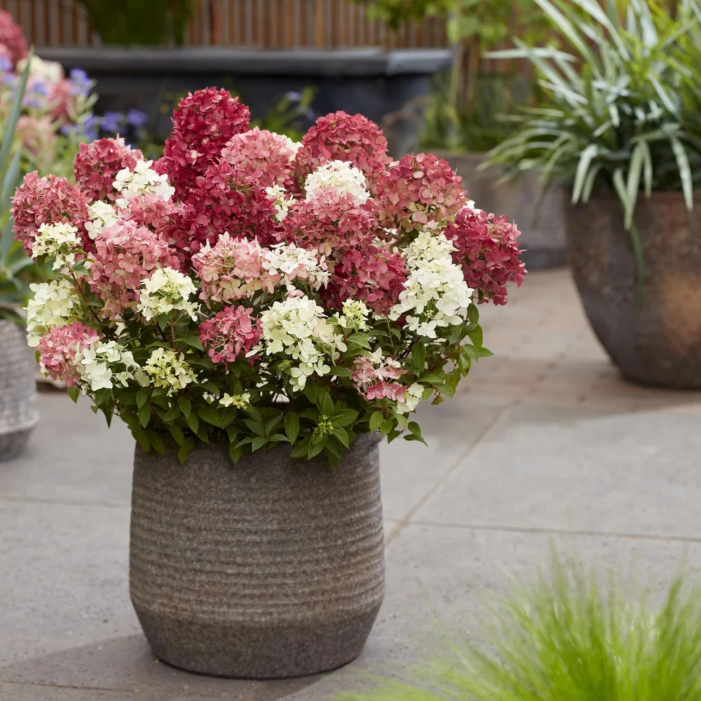 Hortensie 'Groundbreaker Ruby' (Hydrangea) – winterharter Blütenstrauch, Topf-Ø 14 cm, Höhe ca. 20–25 cm
