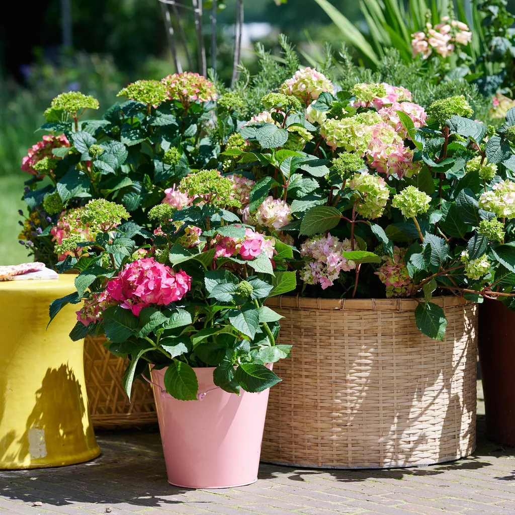 Hortensie 'Endless Summer The Original Pink' (Hydrangea) – winterharter Blütenstrauch, Topf-Ø 14 cm, Höhe ca. 20–25 cm