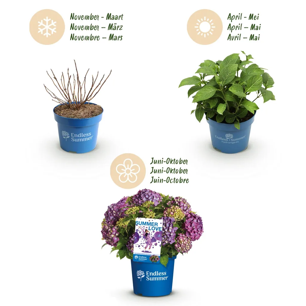 Hortensie 'Endless Summer Summer Love Purple' (Hydrangea) – winterharter Blütenstrauch, Topf-Ø 14 cm, Höhe ca. 20–25 cm