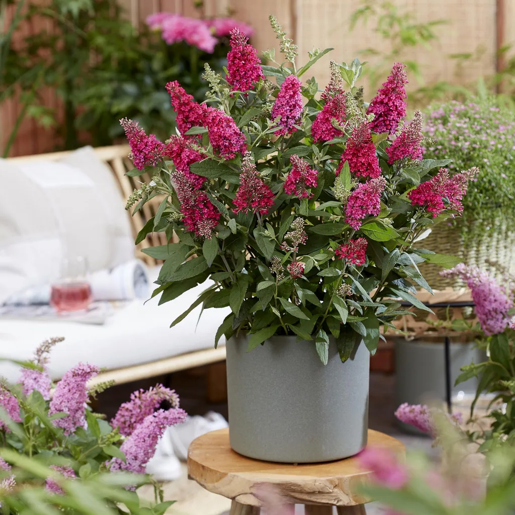 Schmetterlingsflieder 'Butterfly Candy Little Ruby' 3er-Set (Buddleja davidii) – winterharter Blütenstrauch, Topf-Ø 12 cm, Höhe ca. 20–25 cm
