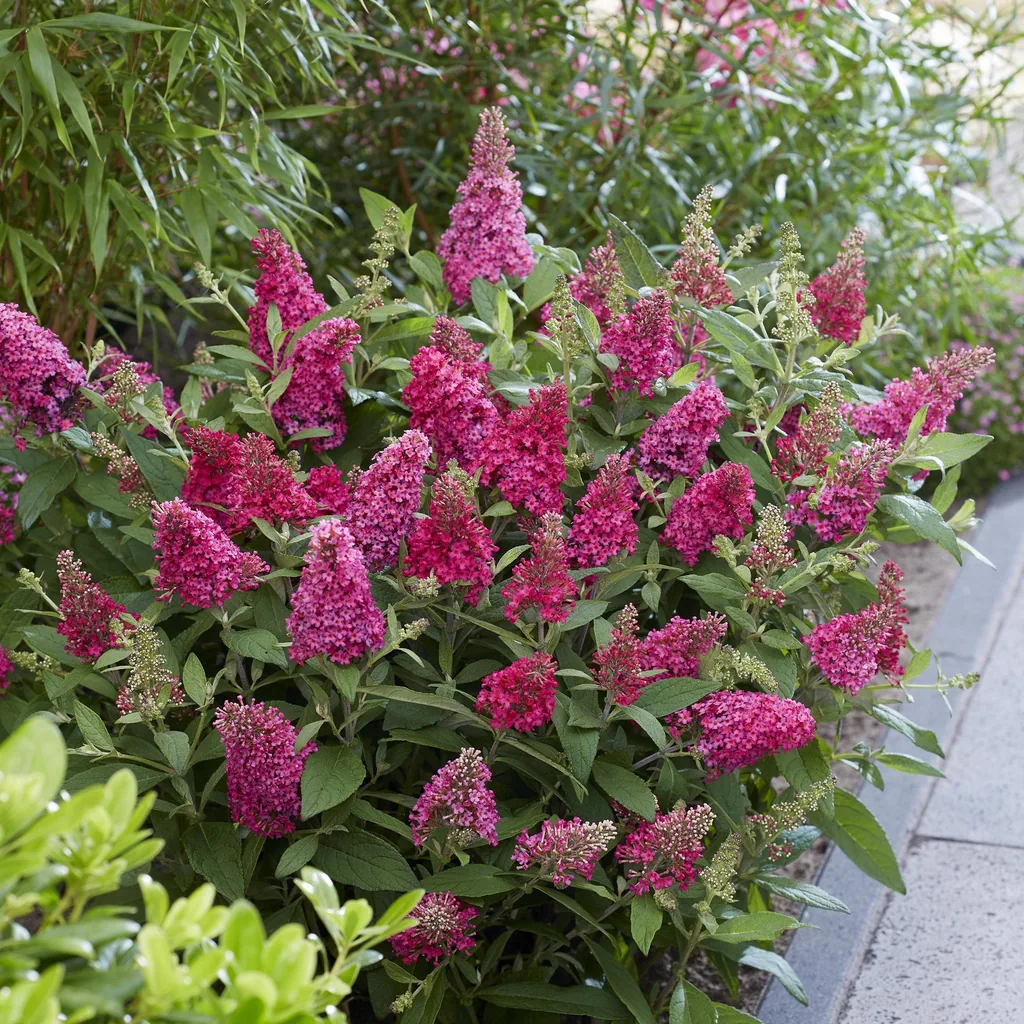 Schmetterlingsflieder 'Butterfly Candy Little Ruby' 3er-Set (Buddleja davidii) – winterharter Blütenstrauch, Topf-Ø 12 cm, Höhe ca. 20–25 cm