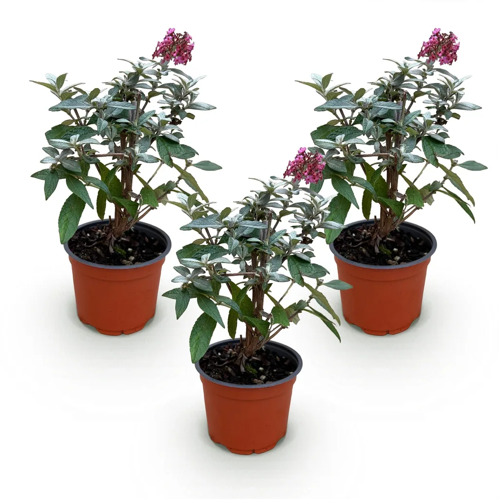 Schmetterlingsflieder 'Butterfly Candy Little Ruby' 3er-Set (Buddleja davidii) – winterharter Blütenstrauch, Topf-Ø 12 cm, Höhe ca. 20–25 cm