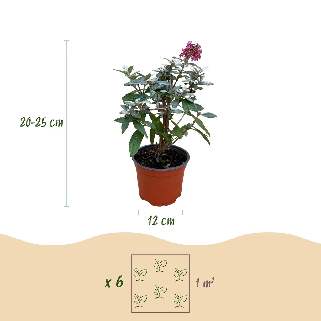 Schmetterlingsflieder 'Butterfly Candy Little Ruby' 3er-Set (Buddleja davidii) – winterharter Blütenstrauch, Topf-Ø 12 cm, Höhe ca. 20–25 cm