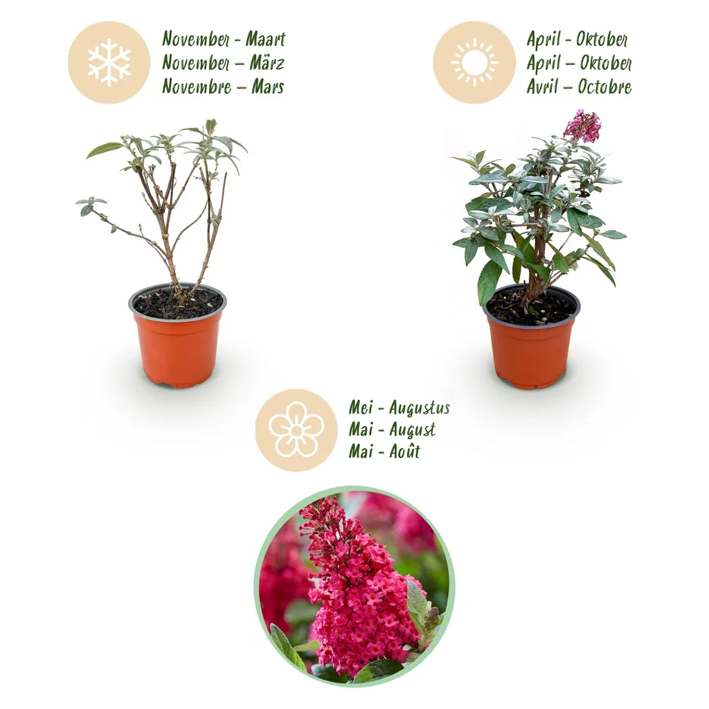 Schmetterlingsflieder 'Butterfly Candy Little Ruby' 3er-Set (Buddleja davidii) – winterharter Blütenstrauch, Topf-Ø 12 cm, Höhe ca. 20–25 cm