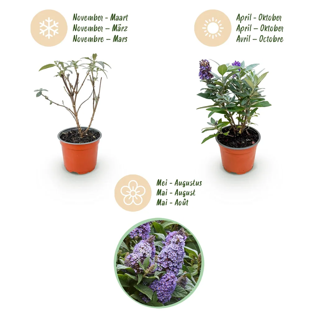 Schmetterlingsflieder 'Butterfly Candy Little' lila 3er-Set (Buddleja davidii) – winterharter Blütenstrauch, Topf-Ø 12 cm, Höhe ca. 20–25 cm