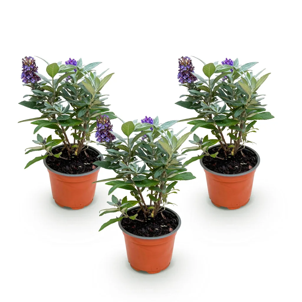Schmetterlingsflieder 'Butterfly Candy Little' lila 3er-Set (Buddleja davidii) – winterharter Blütenstrauch, Topf-Ø 12 cm, Höhe ca. 20–25 cm