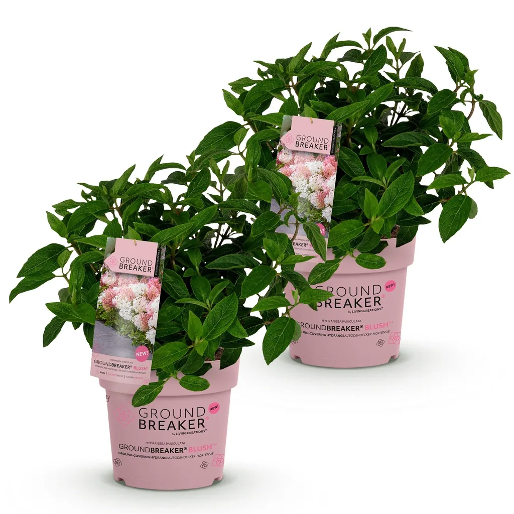 Hortensie 'Groundbreaker Blush' 2er-Set (Hydrangea) – winterharter Blütenstrauch, Topf-Ø 14 cm, Höhe ca. 20–25 cm