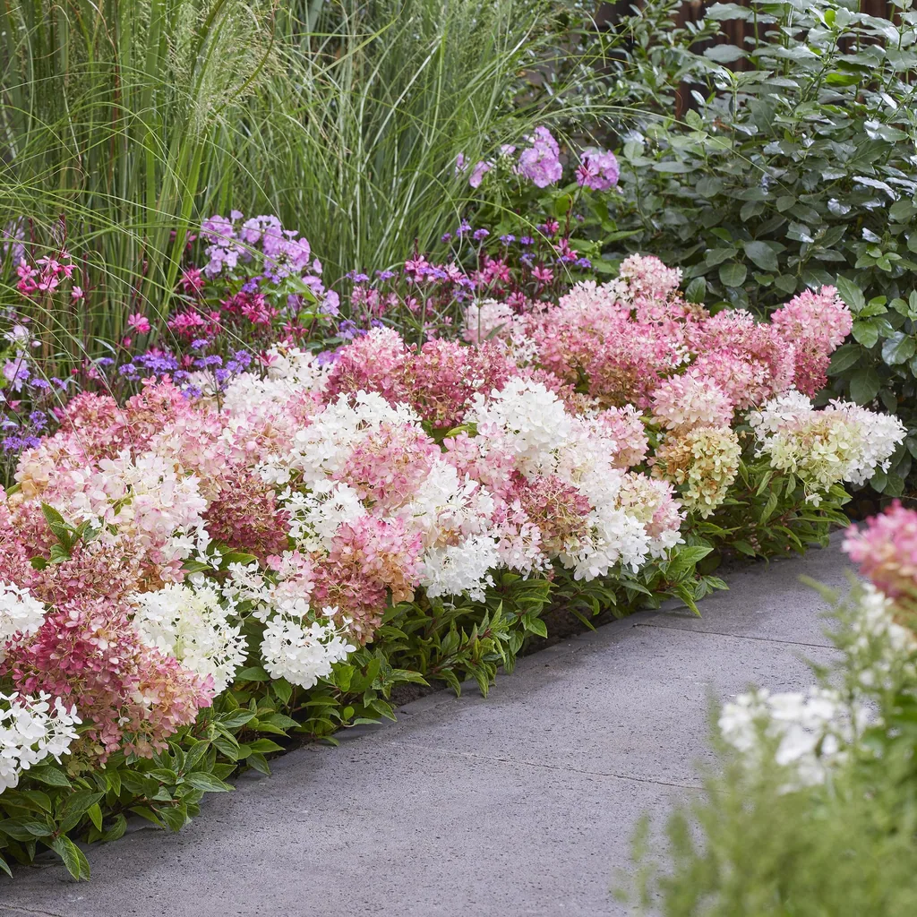 Hortensie 'Groundbreaker Blush' 4er-Set (Hydrangea) – winterharter Blütenstrauch, Topf-Ø 14 cm, Höhe ca. 20–25 cm