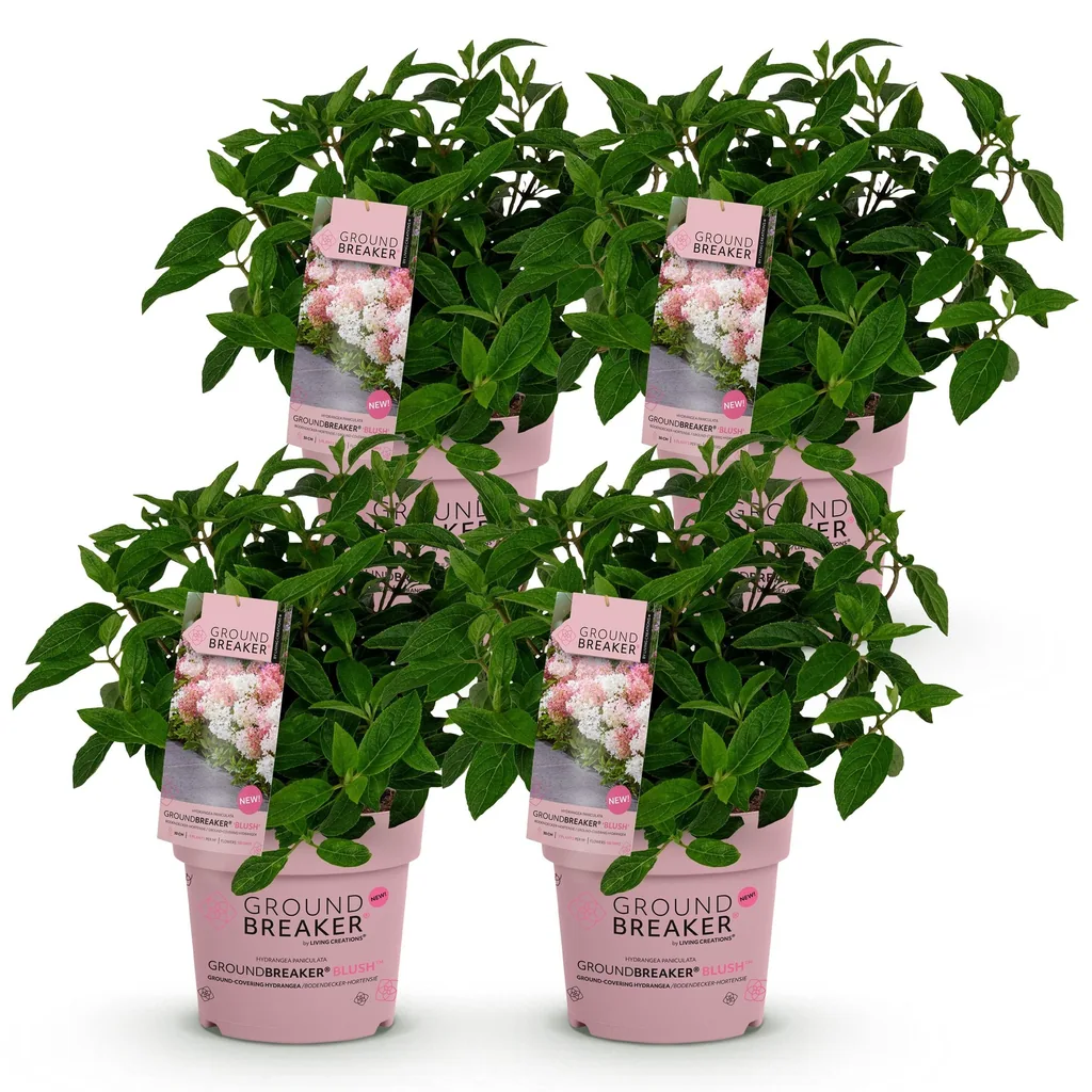 Hortensie 'Groundbreaker Blush' 4er-Set (Hydrangea) – winterharter Blütenstrauch, Topf-Ø 14 cm, Höhe ca. 20–25 cm