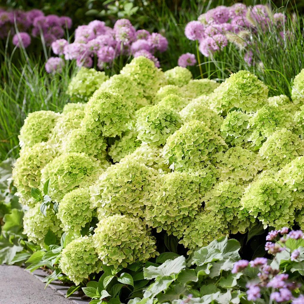 Hortensie 'Groundbreaker Greeny' 4er-Set (Hydrangea) – winterharter Blütenstrauch, Topf-Ø 14 cm, Höhe ca. 20–25 cm