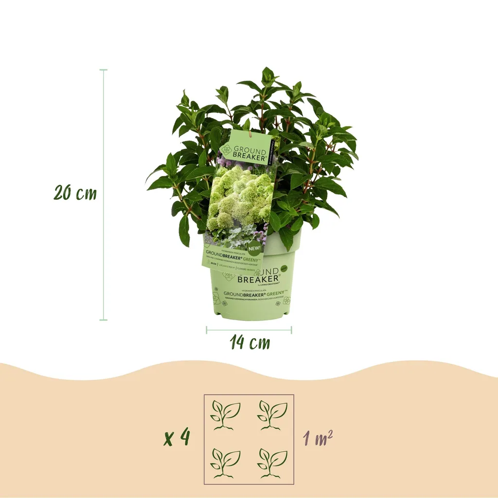 Hortensie 'Groundbreaker Greeny' 4er-Set (Hydrangea) – winterharter Blütenstrauch, Topf-Ø 14 cm, Höhe ca. 20–25 cm