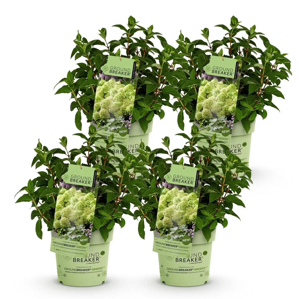 Hortensie 'Groundbreaker Greeny' 4er-Set (Hydrangea) – winterharter Blütenstrauch, Topf-Ø 14 cm, Höhe ca. 20–25 cm