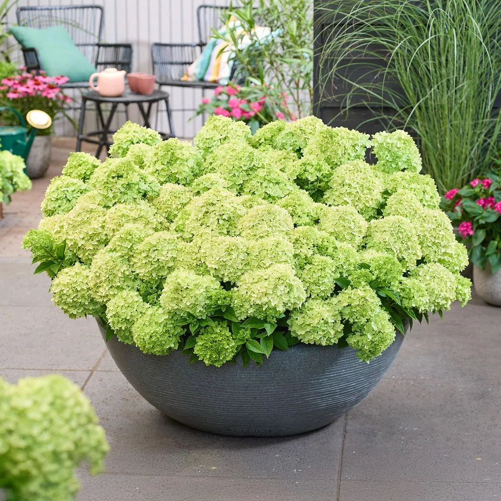 Hortensie 'Groundbreaker Greeny' 4er-Set (Hydrangea) – winterharter Blütenstrauch, Topf-Ø 14 cm, Höhe ca. 20–25 cm