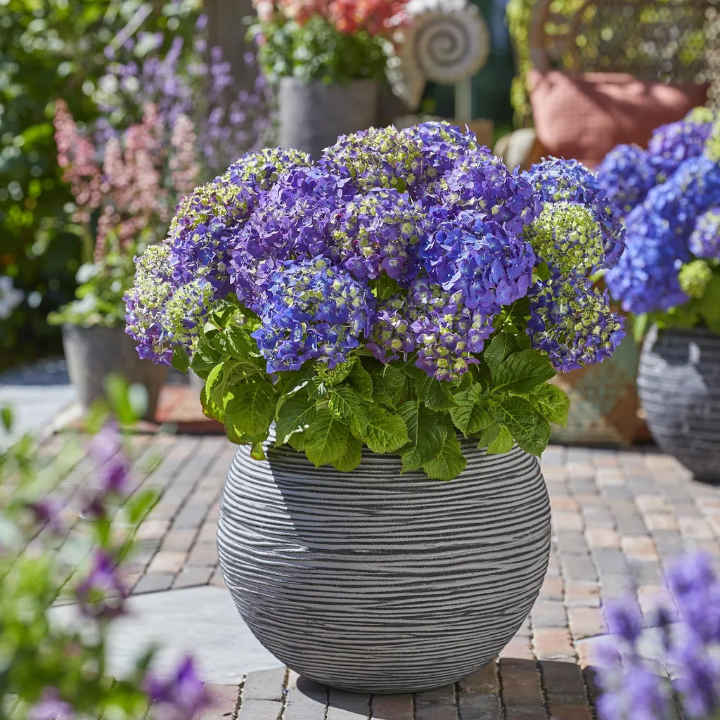 Hortensie 'Endless Summer Summer Love Purple' 2er-Set (Hydrangea) – winterharter Blütenstrauch, Topf-Ø 14 cm, Höhe ca. 20–25 cm