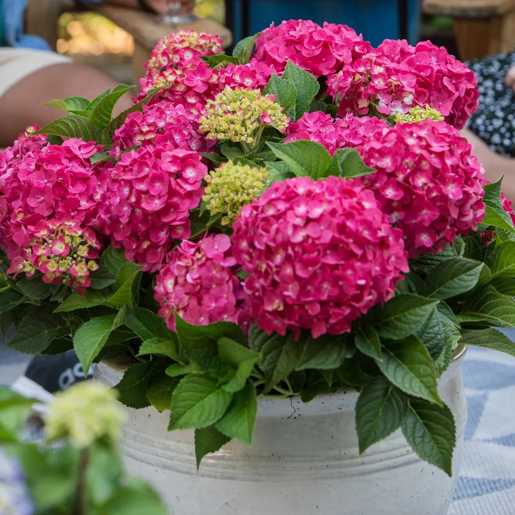 Hortensie 'Endless Summer Summer Love Red' 4er-Set (Hydrangea) – winterharter Blütenstrauch, Topf-Ø 14 cm, Höhe ca. 20–25 cm