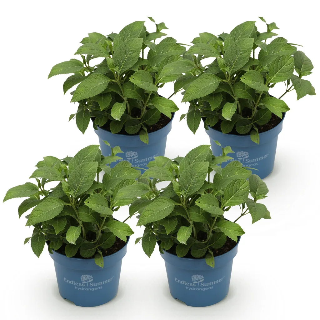 Hortensie 'Endless Summer Summer Love Red' 4er-Set (Hydrangea) – winterharter Blütenstrauch, Topf-Ø 14 cm, Höhe ca. 20–25 cm