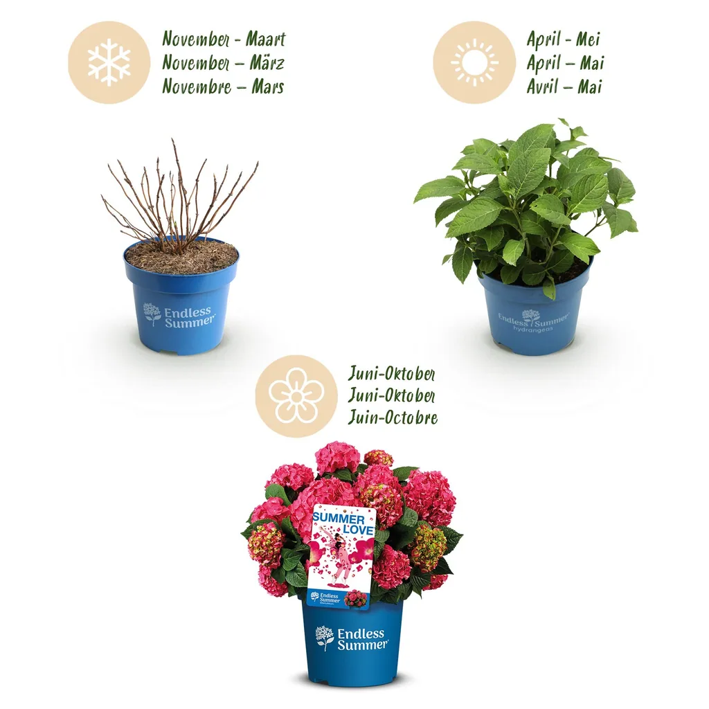Hortensie 'Endless Summer Summer Love Red' 4er-Set (Hydrangea) – winterharter Blütenstrauch, Topf-Ø 14 cm, Höhe ca. 20–25 cm