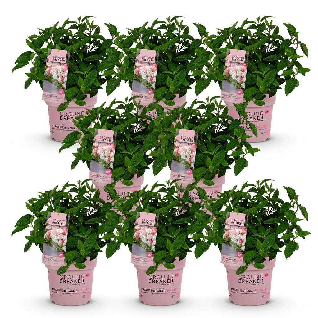 Hortensie 'Groundbreaker Blush' 8er-Set (Hydrangea) – winterharter Blütenstrauch, Topf-Ø 14 cm, Höhe ca. 20–25 cm