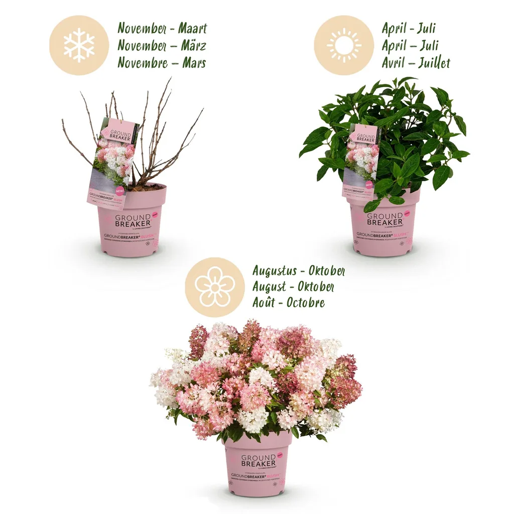 Hortensie 'Groundbreaker Blush' 8er-Set (Hydrangea) – winterharter Blütenstrauch, Topf-Ø 14 cm, Höhe ca. 20–25 cm