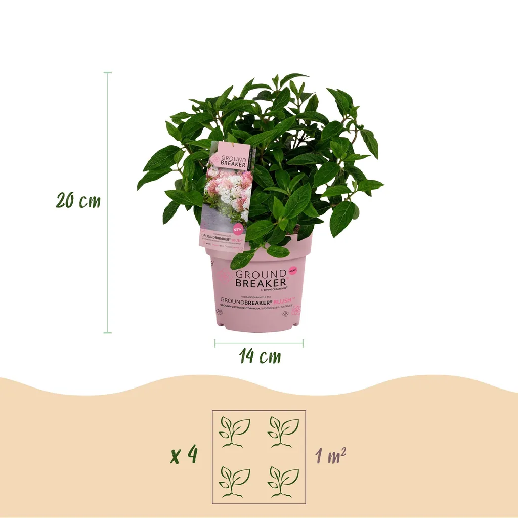 Hortensie 'Groundbreaker Blush' 8er-Set (Hydrangea) – winterharter Blütenstrauch, Topf-Ø 14 cm, Höhe ca. 20–25 cm