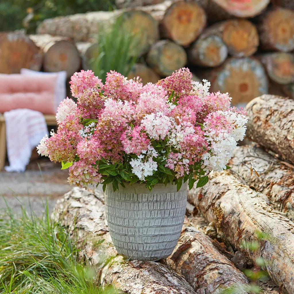 Hortensie 'Groundbreaker Blush' 8er-Set (Hydrangea) – winterharter Blütenstrauch, Topf-Ø 14 cm, Höhe ca. 20–25 cm
