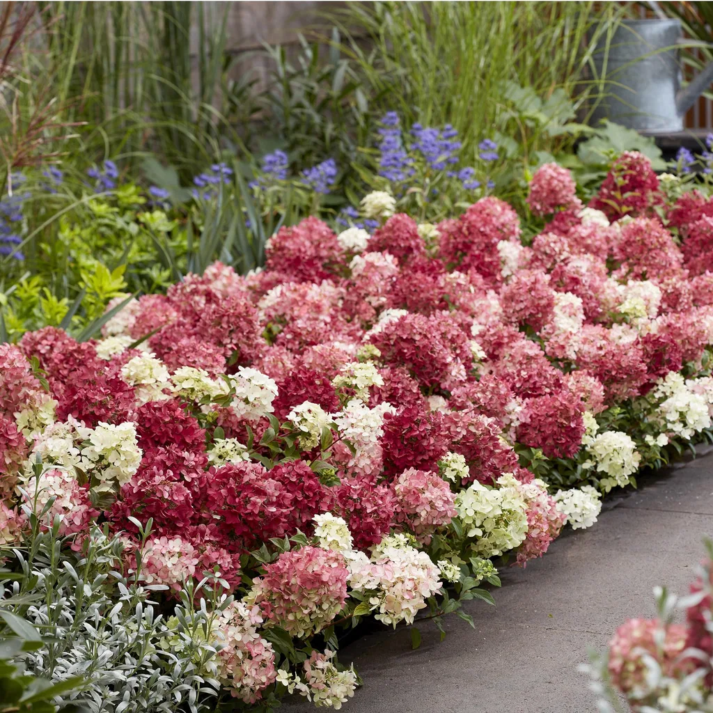 Hortensie 'Groundbreaker Ruby' 8er-Set (Hydrangea) – winterharter Blütenstrauch, Topf-Ø 14 cm, Höhe ca. 20–25 cm