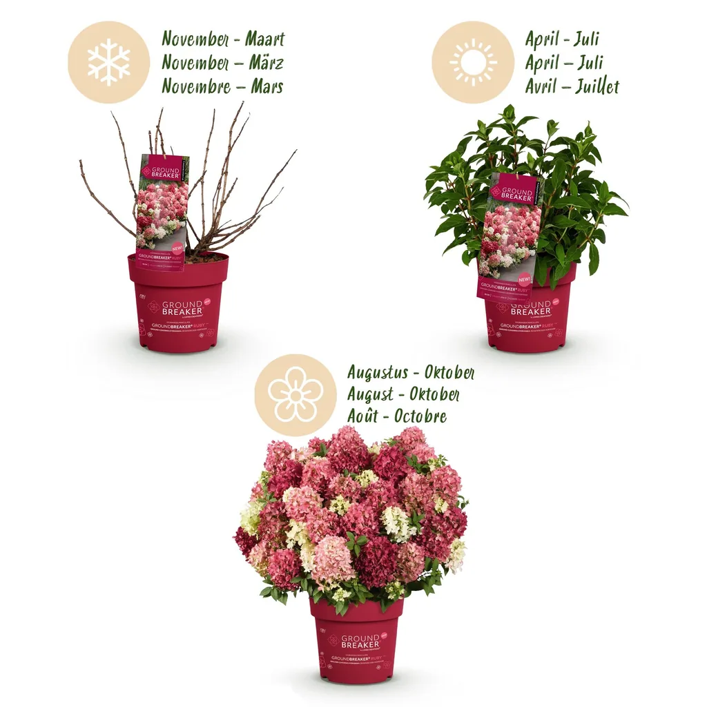 Hortensie 'Groundbreaker Ruby' 8er-Set (Hydrangea) – winterharter Blütenstrauch, Topf-Ø 14 cm, Höhe ca. 20–25 cm