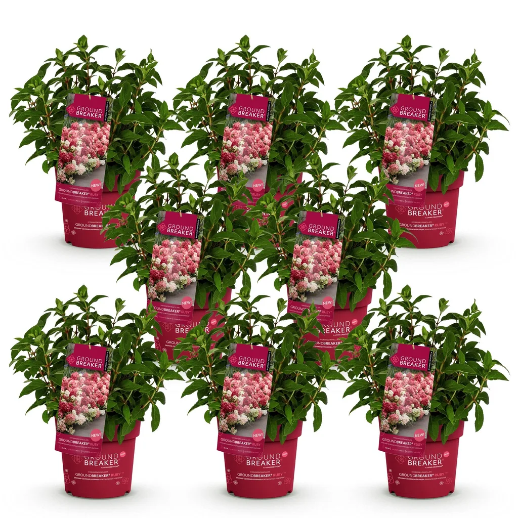 Hortensie 'Groundbreaker Ruby' 8er-Set (Hydrangea) – winterharter Blütenstrauch, Topf-Ø 14 cm, Höhe ca. 20–25 cm