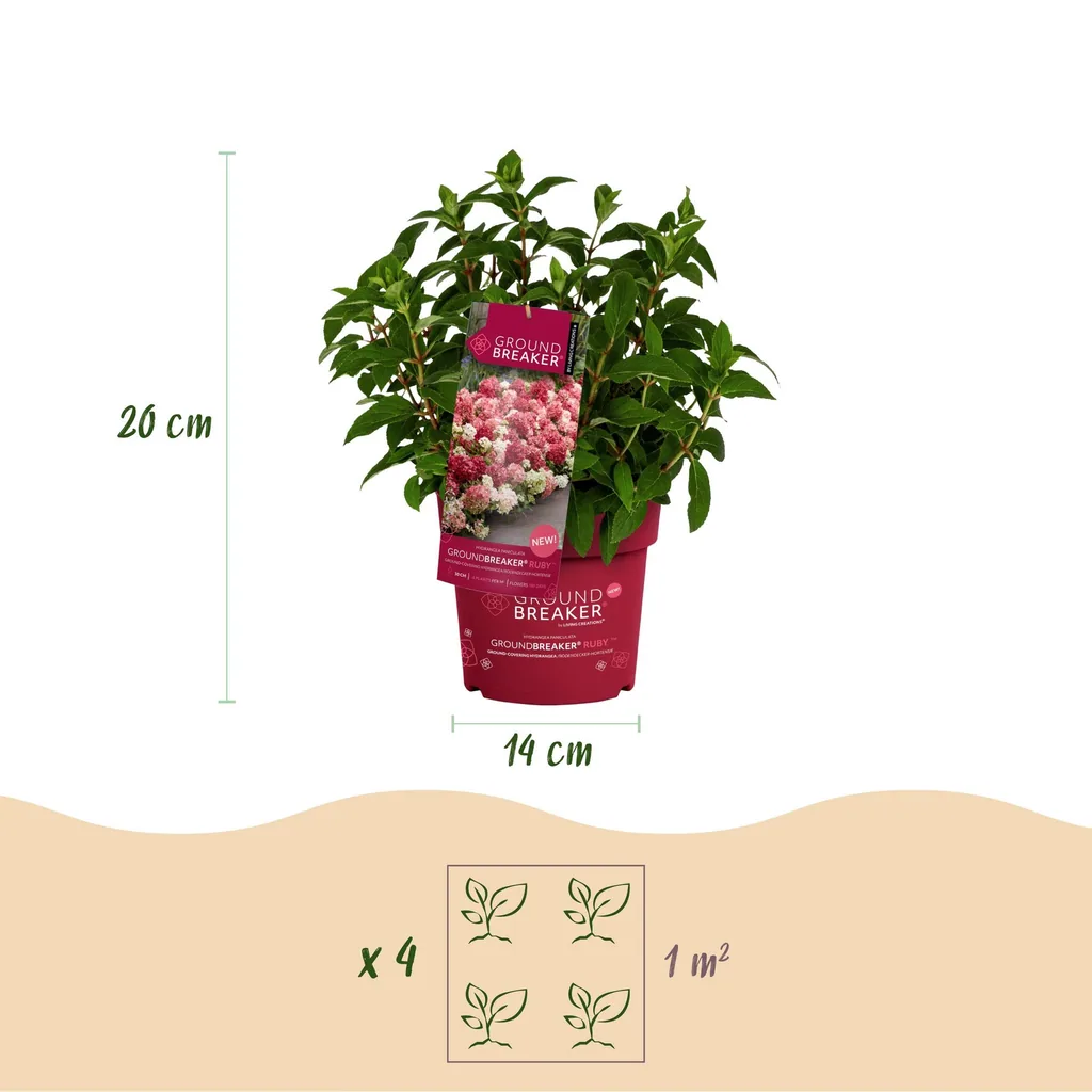 Hortensie 'Groundbreaker Ruby' 8er-Set (Hydrangea) – winterharter Blütenstrauch, Topf-Ø 14 cm, Höhe ca. 20–25 cm