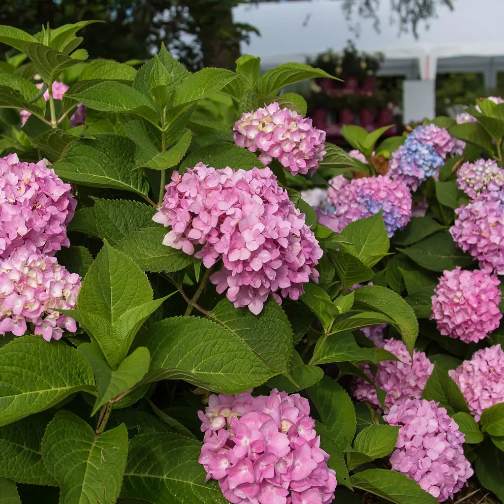 Hortensie 'Endless Summer The Original Pink' 8er-Set (Hydrangea) – winterharter Blütenstrauch, Topf-Ø 14 cm, Höhe ca. 20–25 cm
