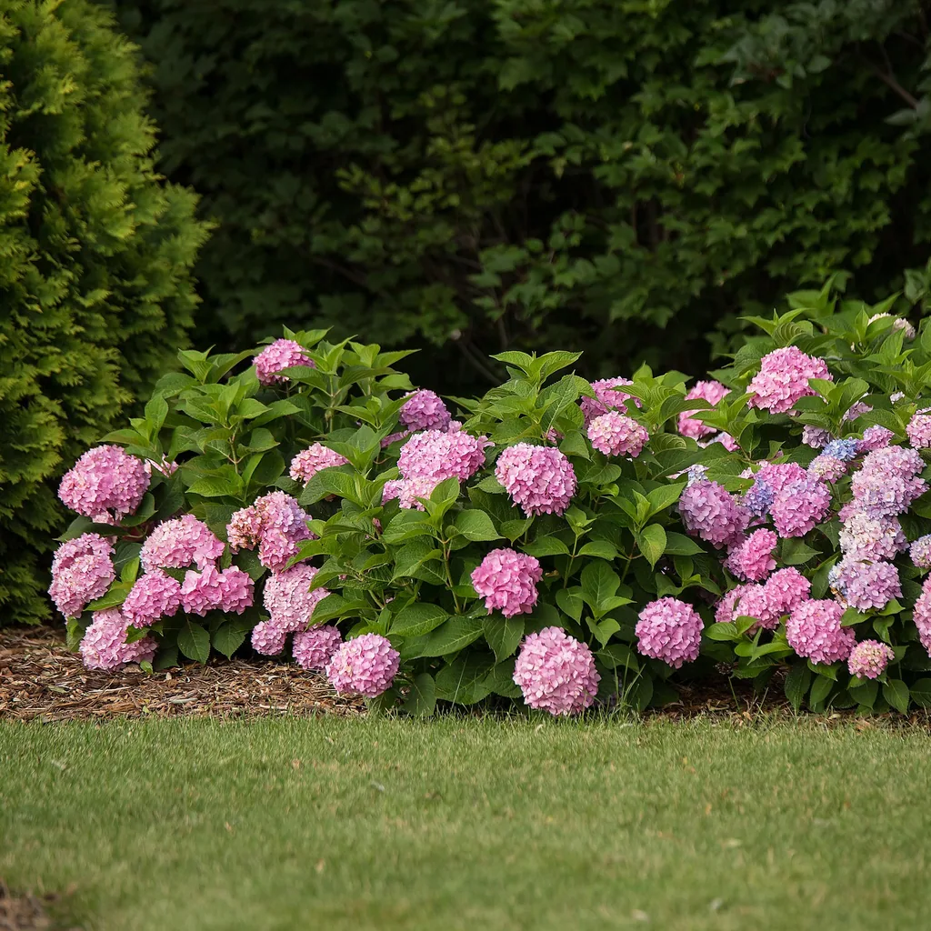 Hortensie 'Endless Summer The Original Pink' 8er-Set (Hydrangea) – winterharter Blütenstrauch, Topf-Ø 14 cm, Höhe ca. 20–25 cm
