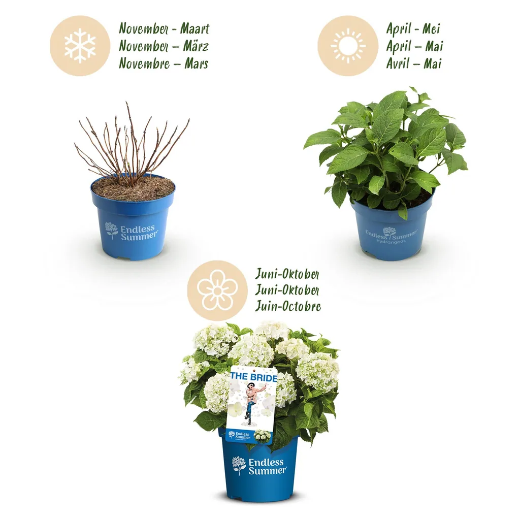 Hortensie 'Endless Summer' Farbmix 3er-Set (Hydrangea) – winterharter Blütenstrauch, Topf-Ø 14 cm, Höhe ca. 20–25 cm