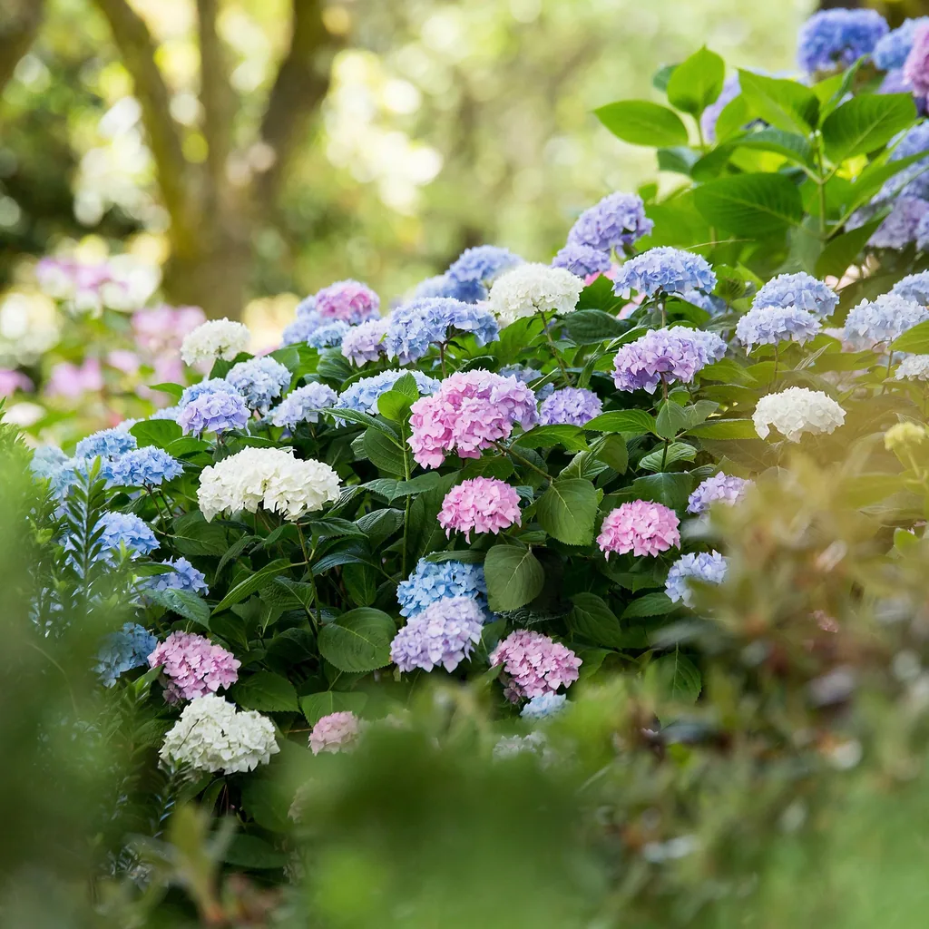 Hortensie 'Endless Summer' Farbmix 3er-Set (Hydrangea) – winterharter Blütenstrauch, Topf-Ø 14 cm, Höhe ca. 20–25 cm