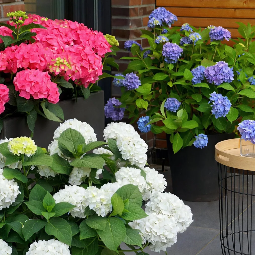 Hortensie 'Endless Summer' Farbmix 3er-Set (Hydrangea) – winterharter Blütenstrauch, Topf-Ø 14 cm, Höhe ca. 20–25 cm